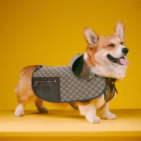 gucci petje is echt|gucci pet accessories.